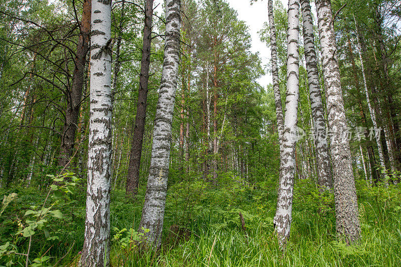 美丽的桦树森林在乌拉尔，俄罗斯