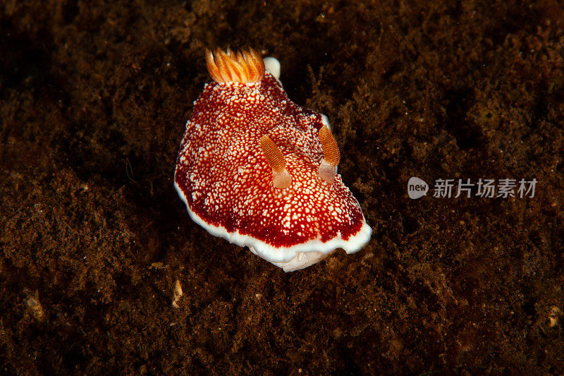 海洋生物。彩色的海蛞蝓水下生物裸鳃