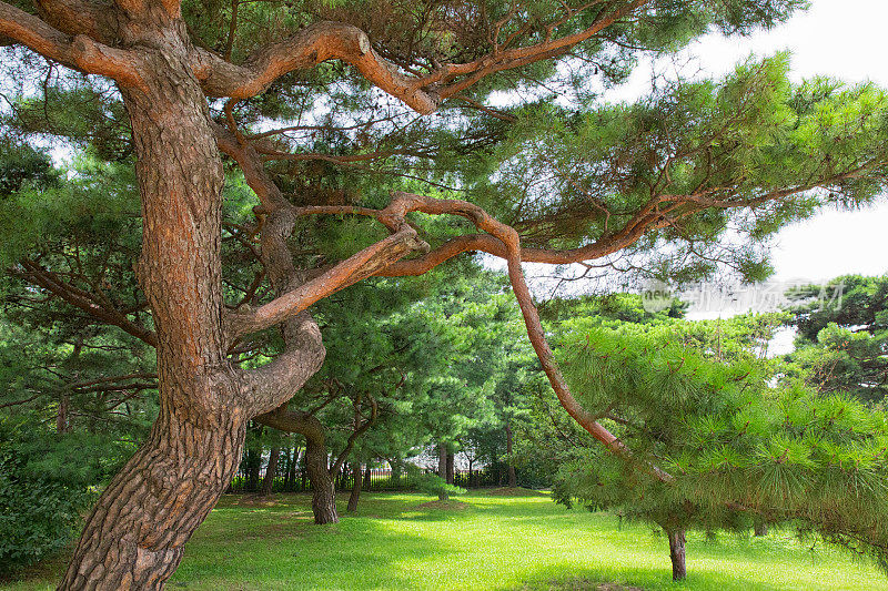 韩国的松树