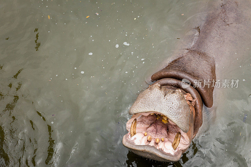 河马张开嘴在水里。河马或河马，是一种大型的，主要是食草动物