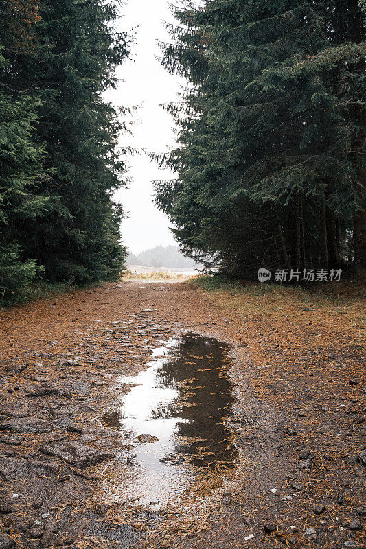 观点。水坑。回归自然。下雨天独自在森林里旅行。