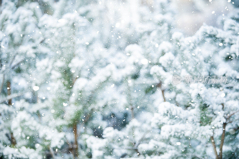 冬天的景象――结了霜的松枝上覆盖着一层雪。树林里的冬天