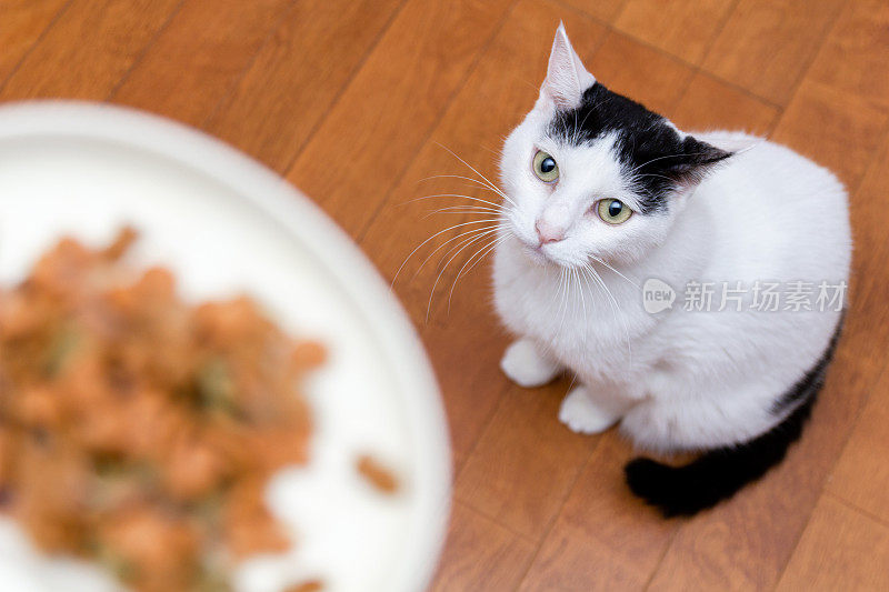 猫在看猫食