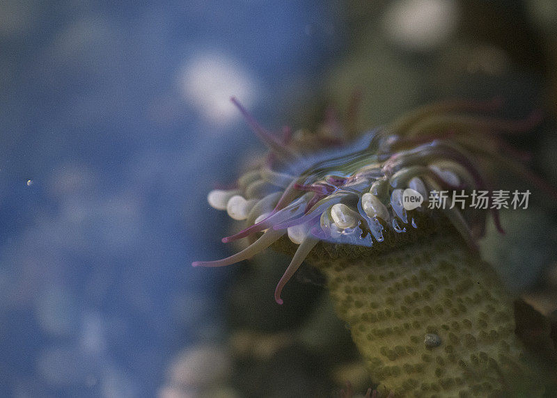 海洋生物