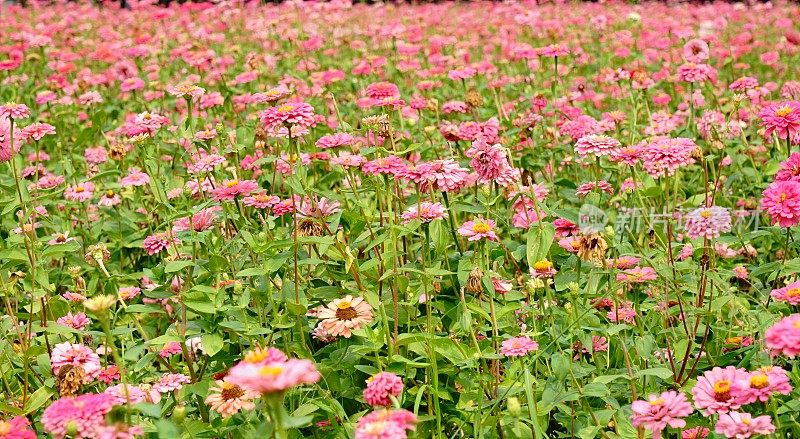 粉色zinnia花