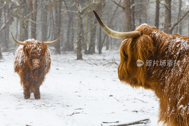 雪中的苏格兰高地牛的肖像