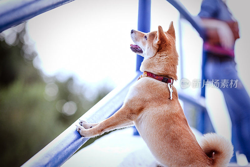 年轻可爱的红柴犬在户外