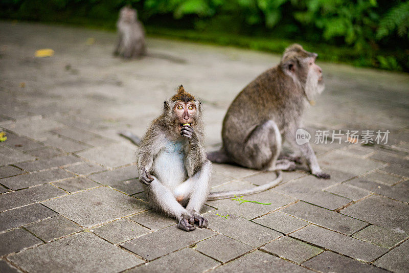 乌布圣猴森林里的猕猴