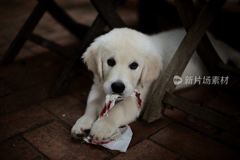 可爱的金毛小狗咀嚼圣诞餐巾