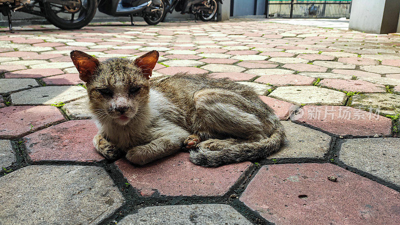 猫在停车场