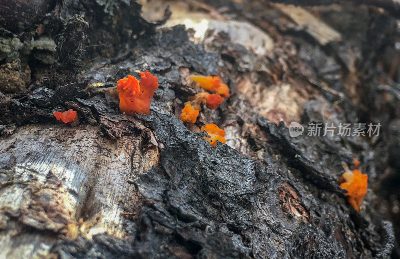 银耳橙果冻药用食用菌