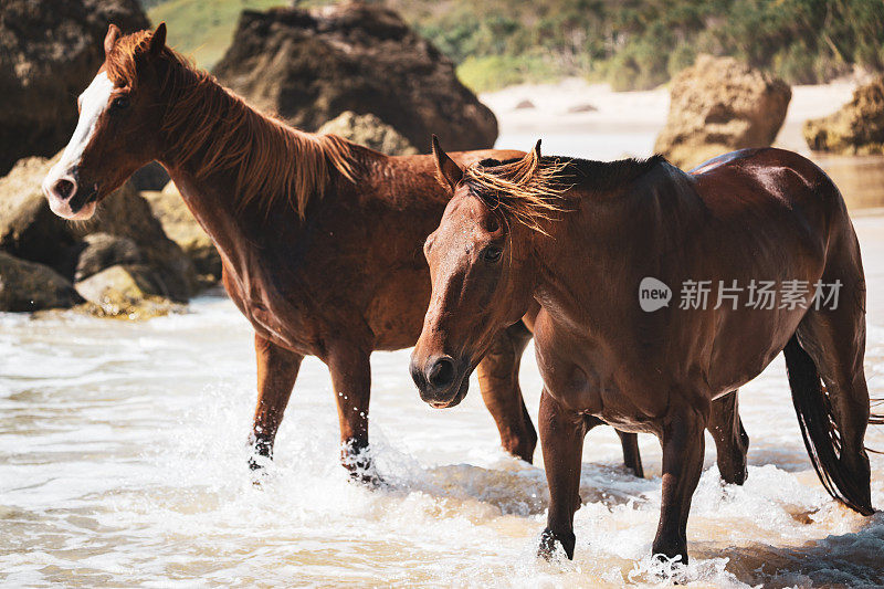 海马松巴海滩檀香小马松巴岛印度尼西亚