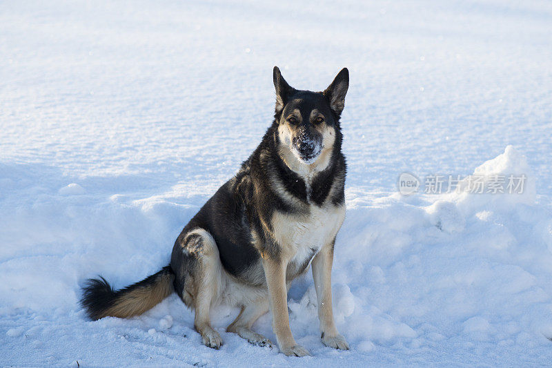 狗在雪中放松