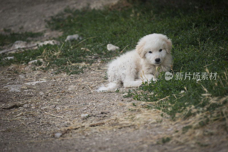 意大利农场的小牧羊犬