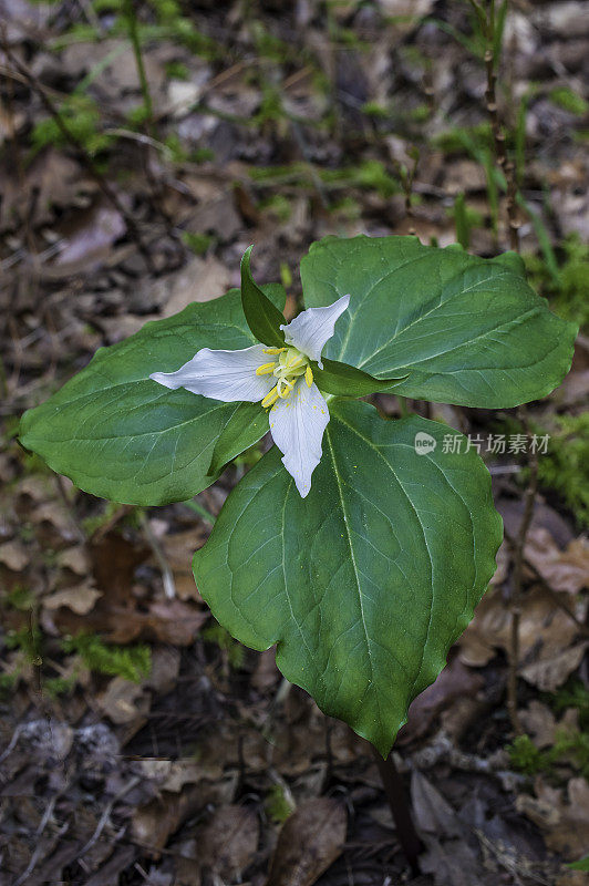 卵形延龄草，西部维克罗宾，太平洋延龄草，或西部白延龄草，有时包括在百合科或黑花科。