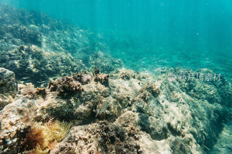 海洋生物