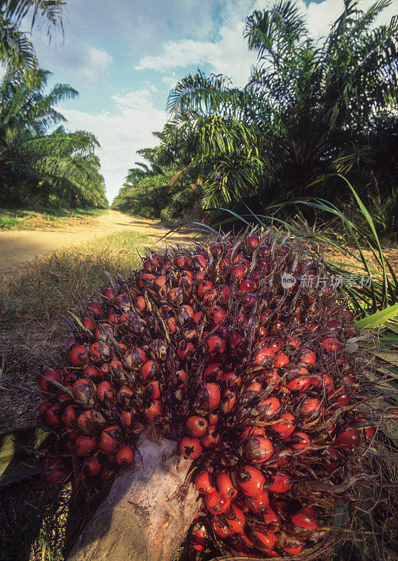 非洲油棕榈果躺在地上
