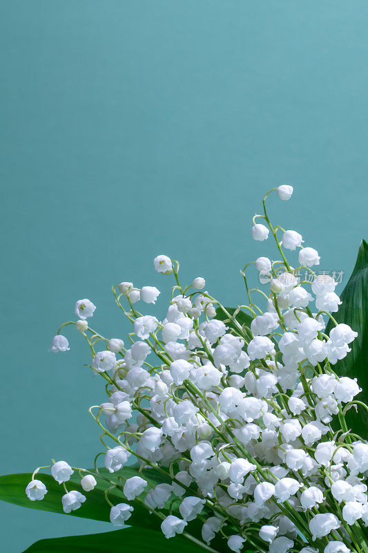 铃兰(铃兰)-花束在蓝绿色的背景