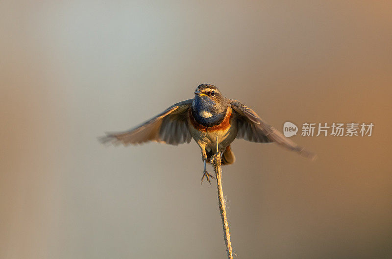 雄性蓝喉歌鸲着陆