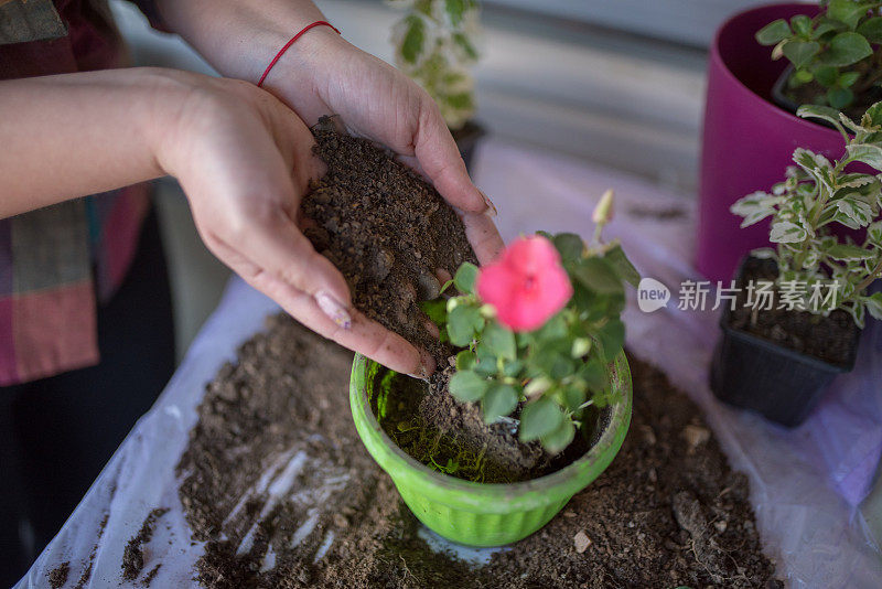 在家种花