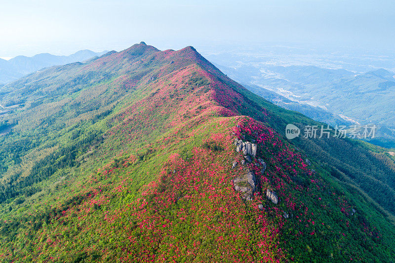 黄梅山皇家杜鹃花节。