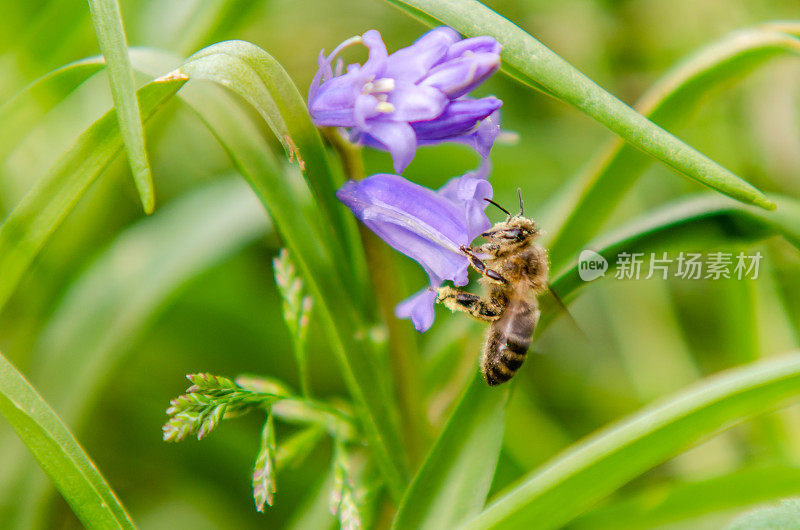 风信子上的蜜蜂