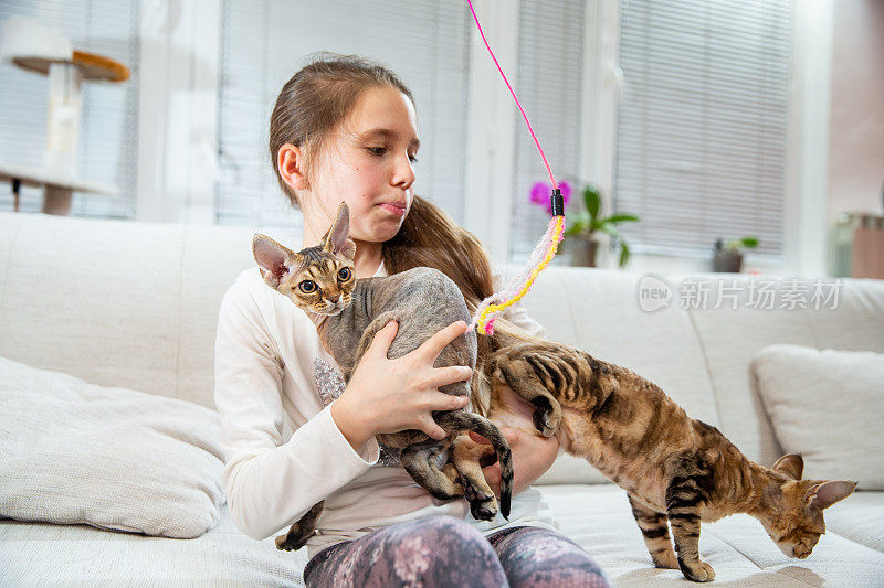 小女孩试图抱着不安分的顽皮德文雷克斯小猫，而它们逃离她的拥抱-库存照片