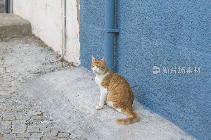 土耳其阿瓦利克巴利克西尔夏季小镇街头的流浪猫