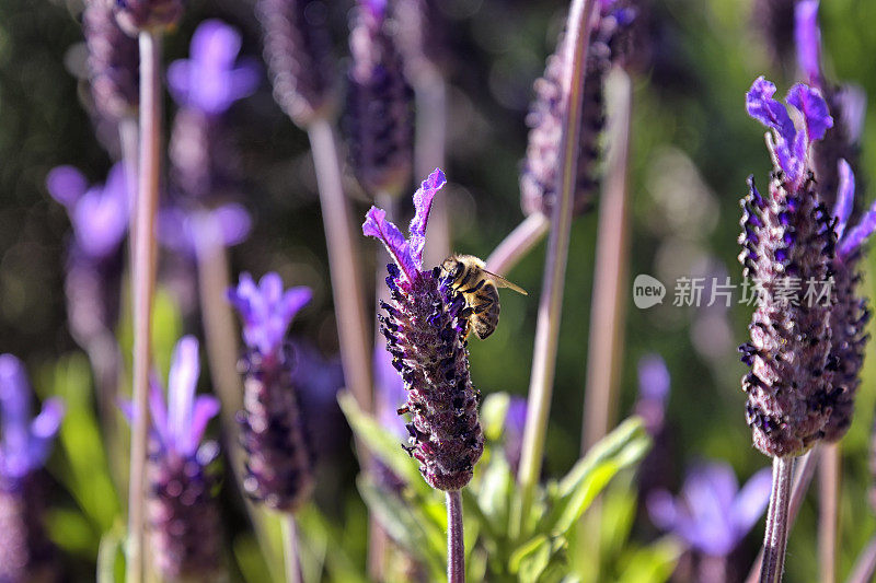 蜜蜂与薰衣草“笨蛋”