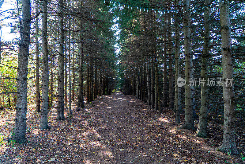 加拿大沃恩伍德布里奇Kortright中心保护的秋季森林通道