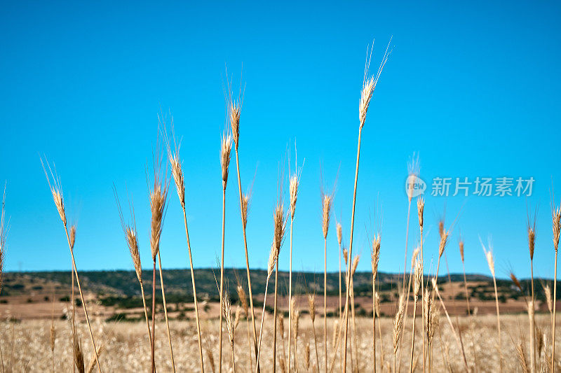 准备收割的谷物