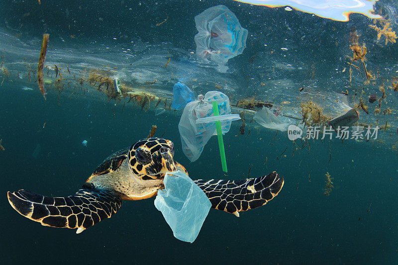塑料污染和水下海龟