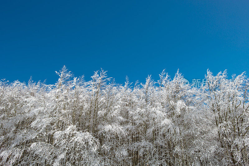 森林里被雪覆盖的树木