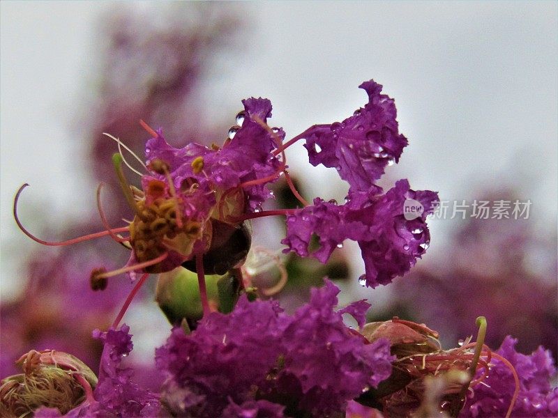 日本。7月。印度淡紫色的花。特写镜头。