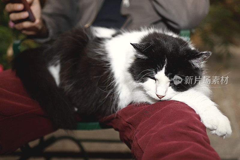 长毛黑白燕尾服猫睡在主人的腿上