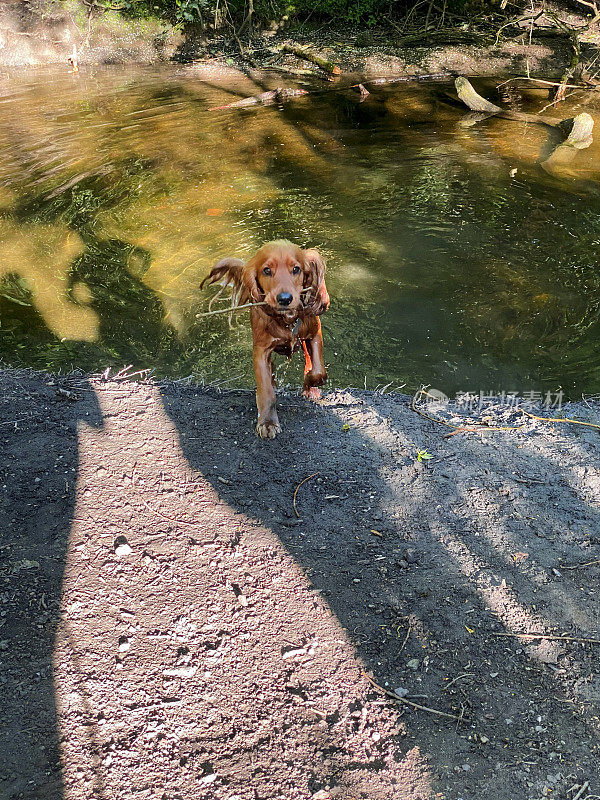 捡回棍子后，长耳猎犬跑出了河