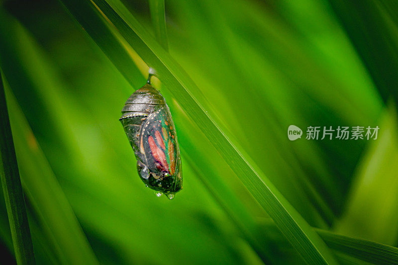 帝王蝶的蛹