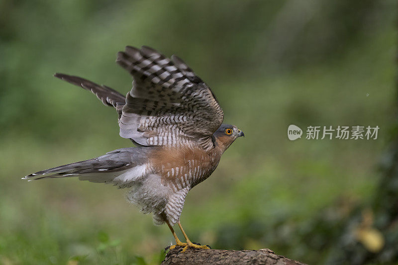 雄性雀鹰(鹰)