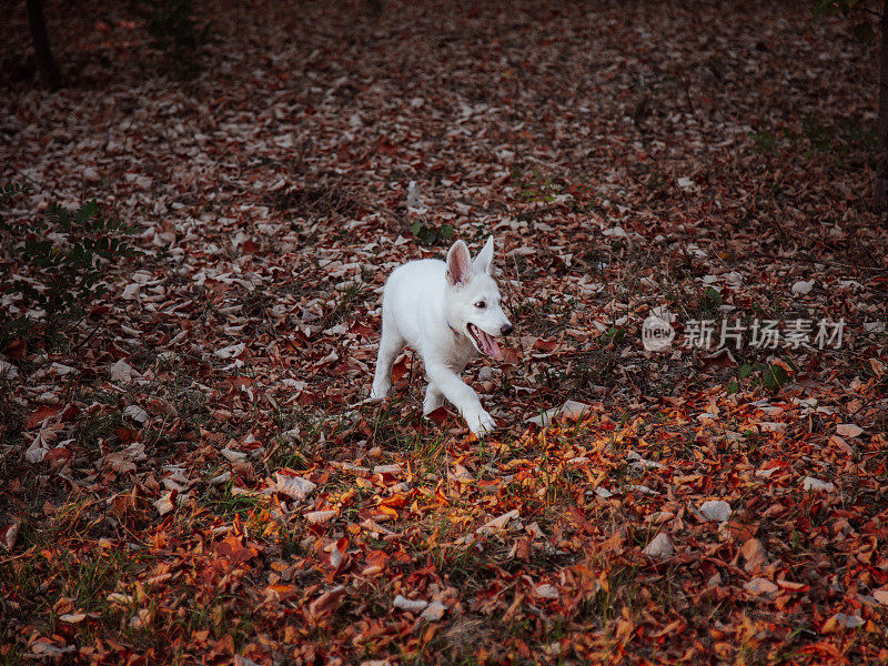 树叶里的小狗