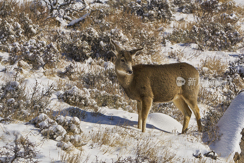 美国科罗拉多州埃斯特斯公园外的落基山国家公园中的野鹿