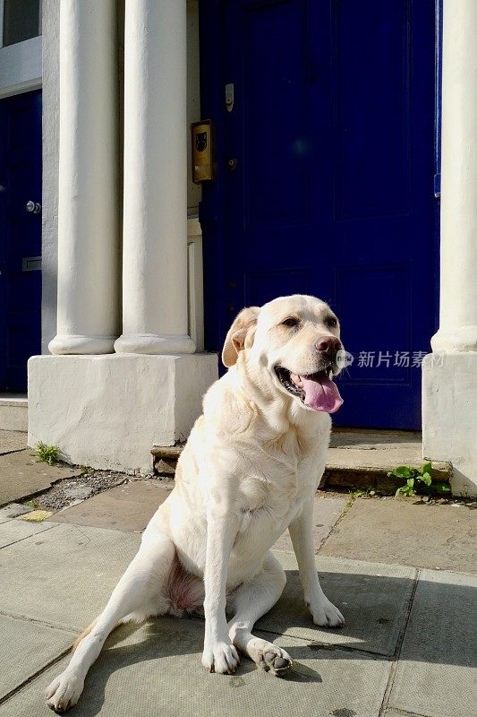 伦敦的拉布拉多犬