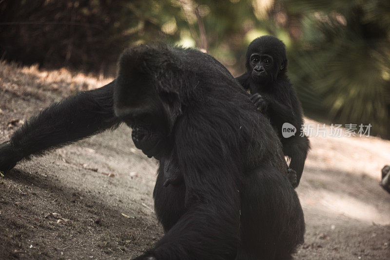 小猩猩和母猩猩四处走动玩耍
