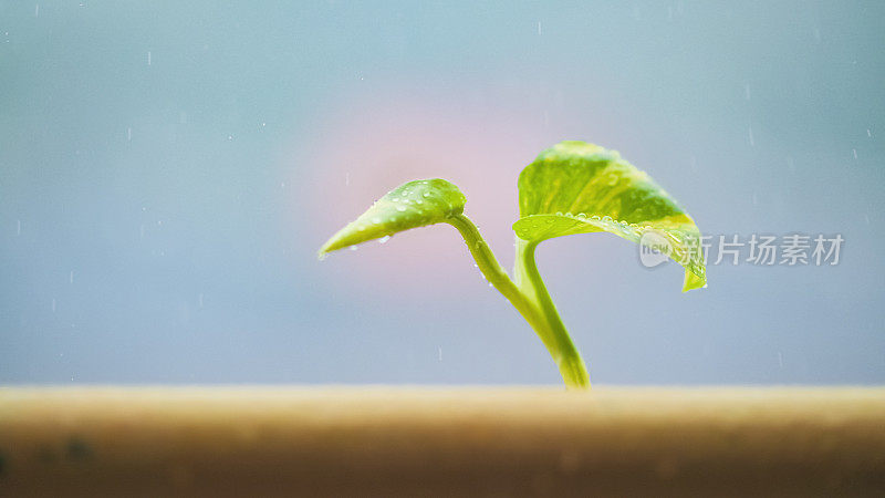 独自在雨中成长的绿色植物克服障碍概念希望韧性克服逆境