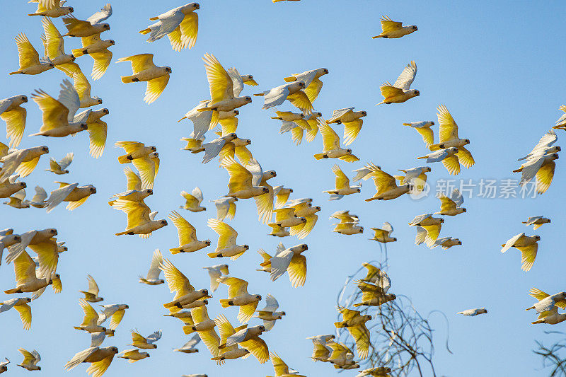 一群凤头鹦鹉在明亮的蓝天和晨光中飞翔
