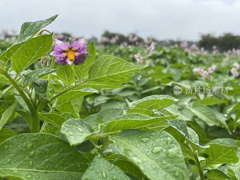 potatoe植物