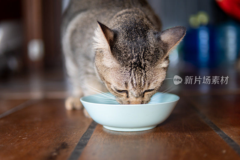 虎斑猫在吃蓝色的宠物食品碗