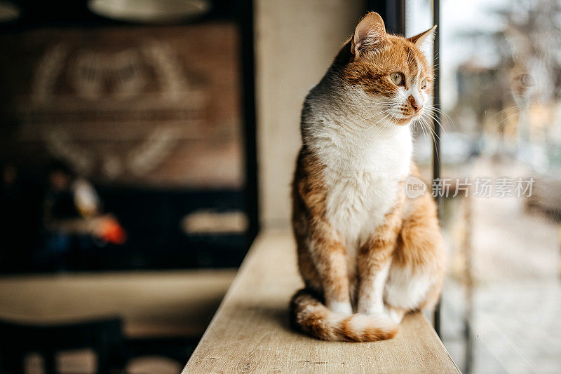 坐在咖啡馆台面上的猫