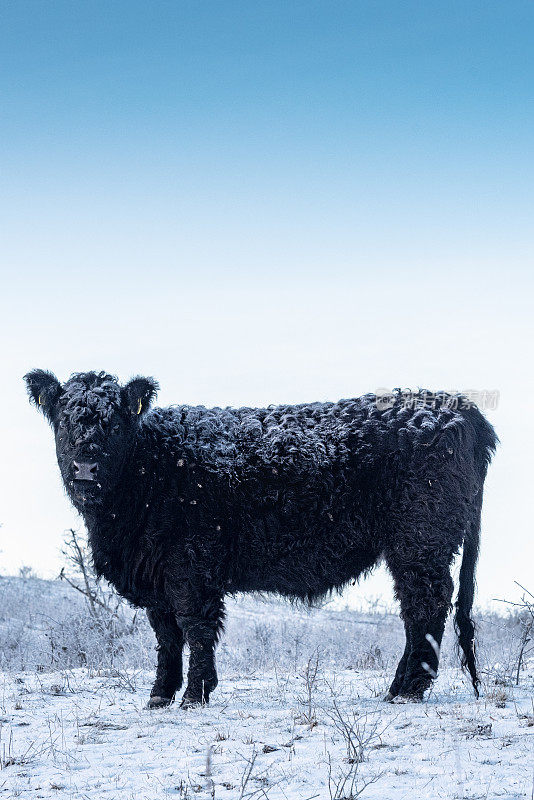 雪中的黑安格斯牛