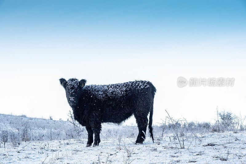 雪中的黑安格斯牛