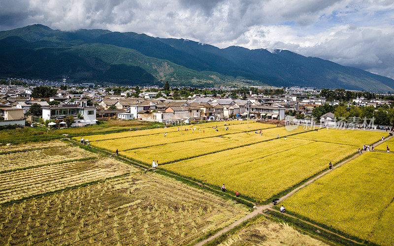 大理喜洲古镇白族民居和黄色稻田无人机在中国云南大理拍摄